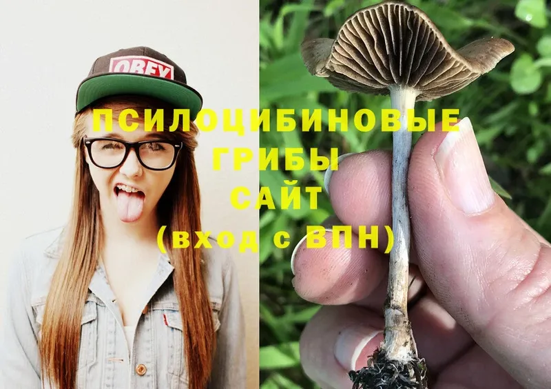 закладка  Бикин  Галлюциногенные грибы Psilocybine cubensis 